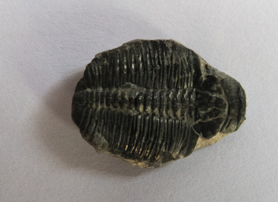 Trilobite. Young at 220 million years