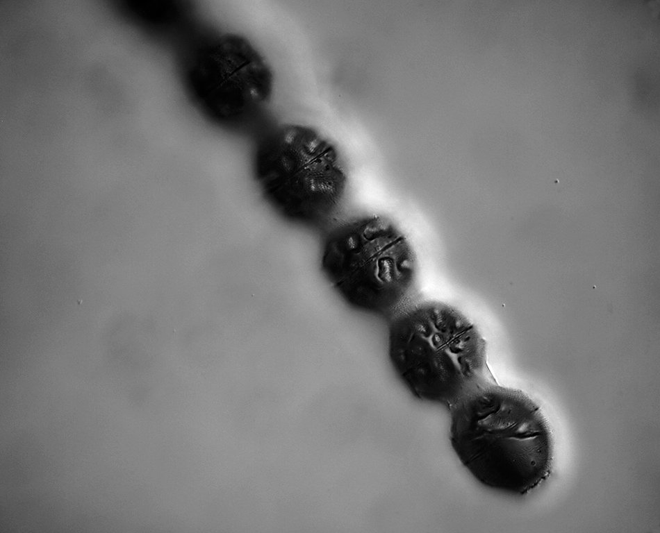 Dinoflagellate II.jpg